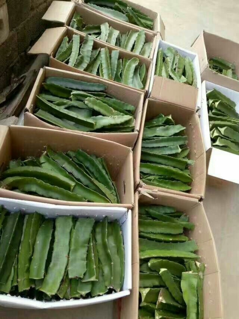 火龙果苗
