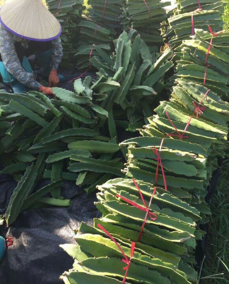 火龙果苗