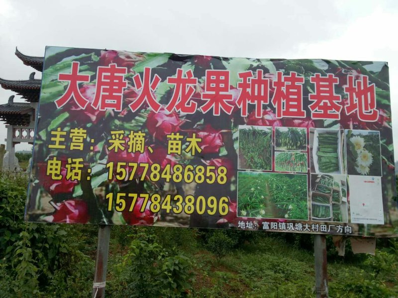 红心火龙果苗
