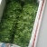 豌豆尖四川豌豆尖精品豆苗