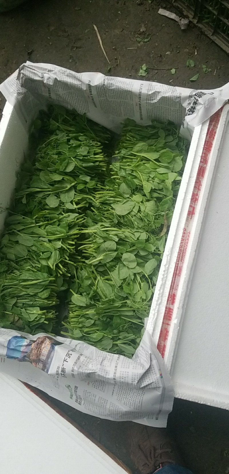 豌豆尖四川豌豆尖精品豆苗