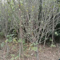 木槿
