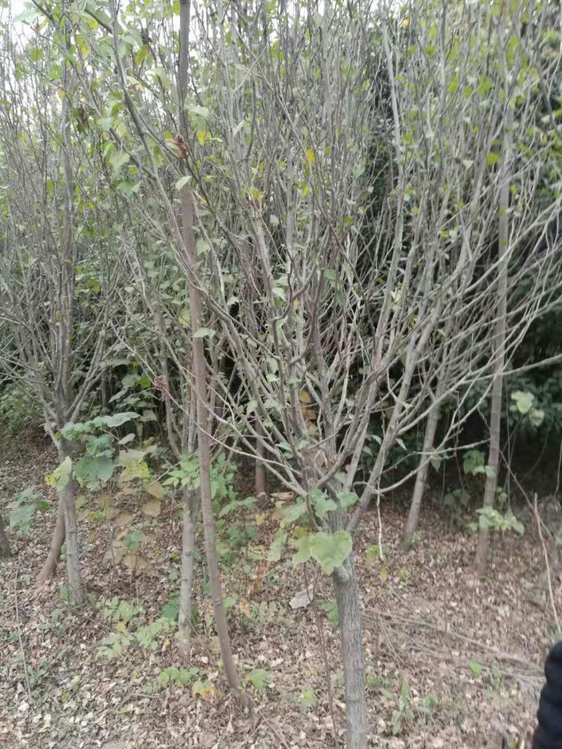 木槿