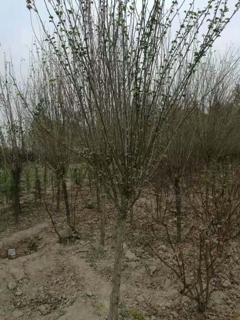 木槿