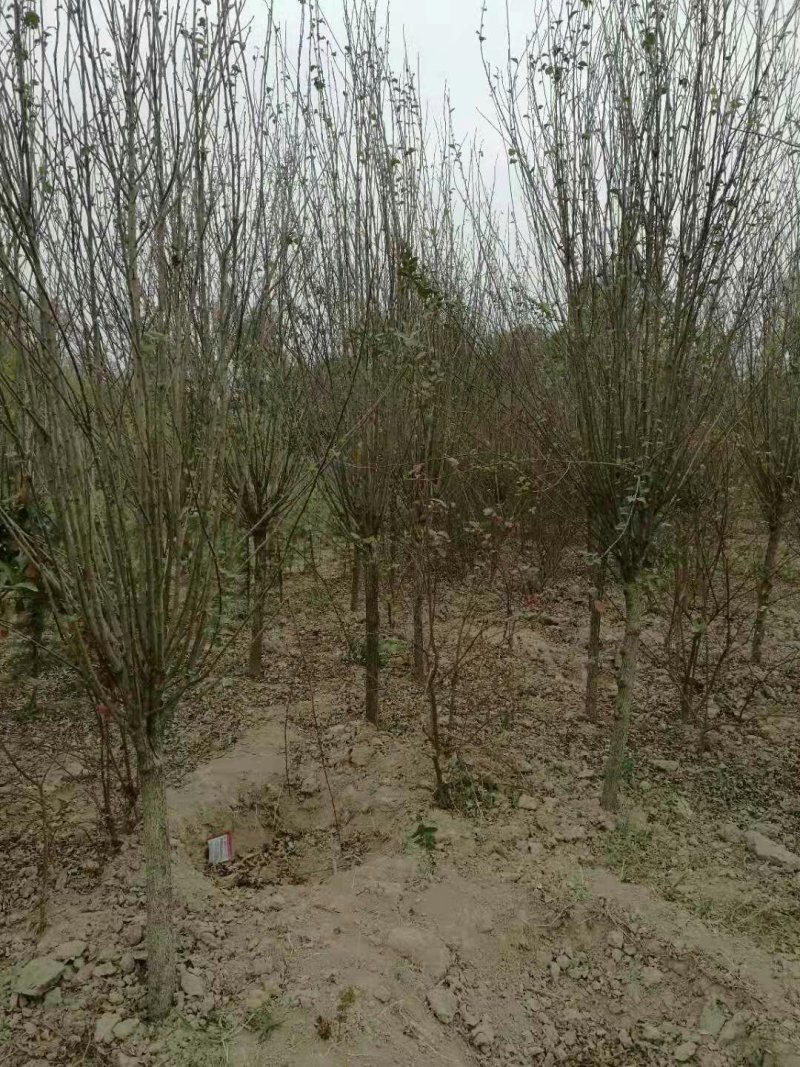 木槿
