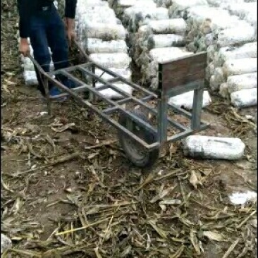 有要菌包的连续，平菇大量上市了，