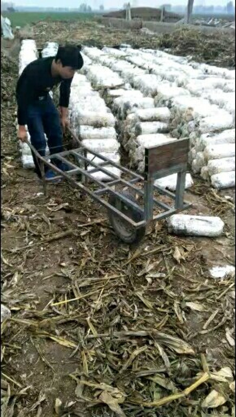 有要菌包的连续，平菇大量上市了，