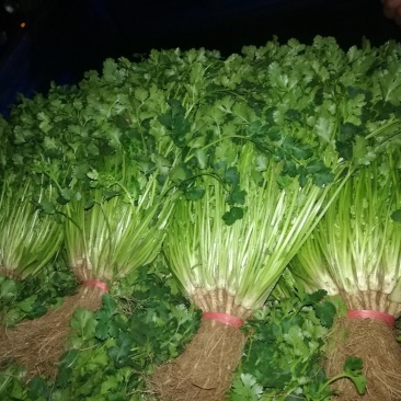 香菜，质量杠杠的，什么品质都有