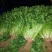香菜，质量杠杠的，什么品质都有