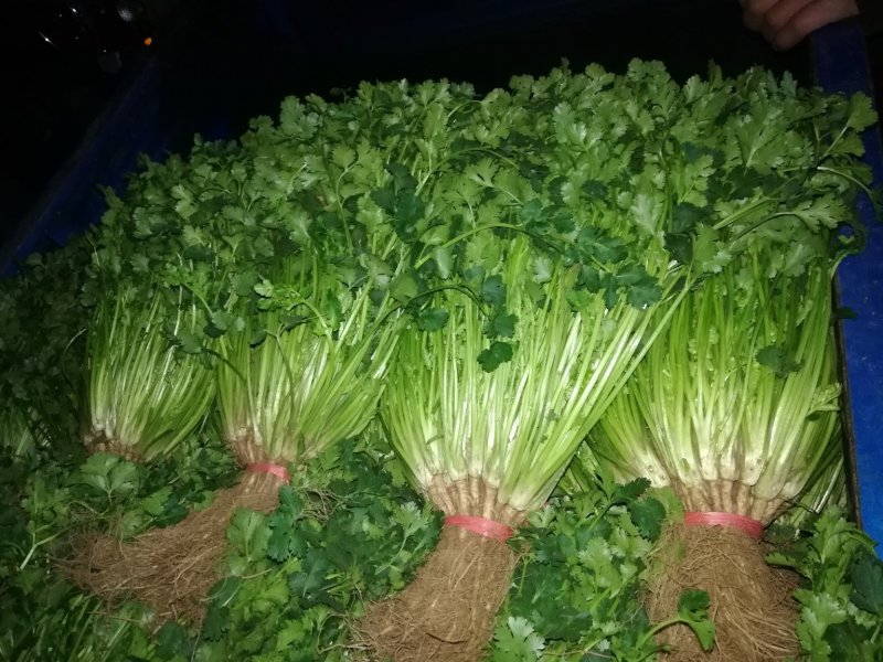 香菜，质量杠杠的，什么品质都有