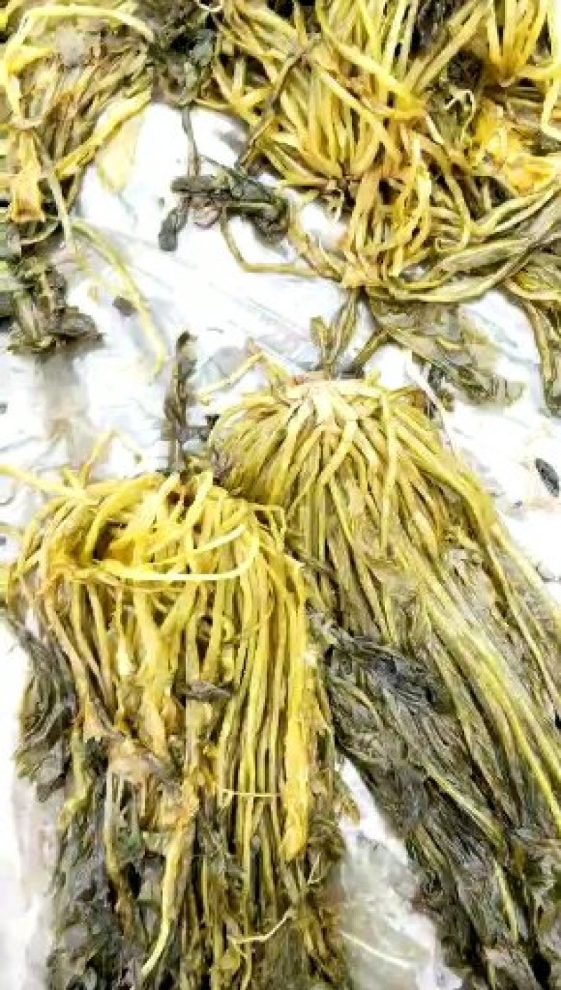 酸菜，色黄颗大，常年批发