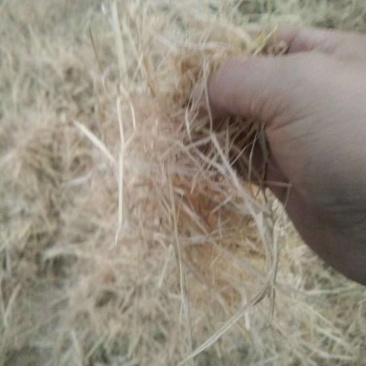 出售各种规格稻草秸秆欢迎实地考察合作共赢