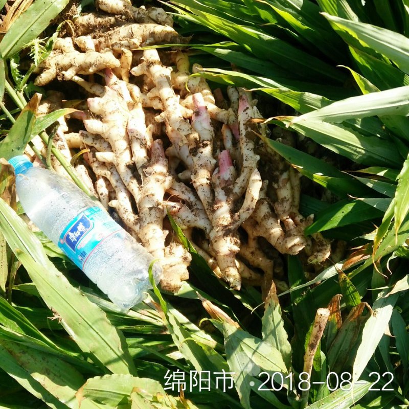 优质白口白口姜种，高产量大从优