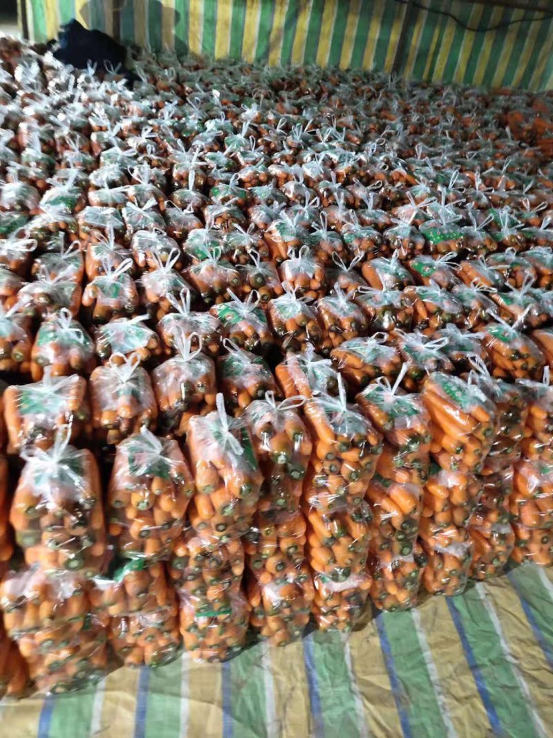 精品中条红萝卜产地直供。