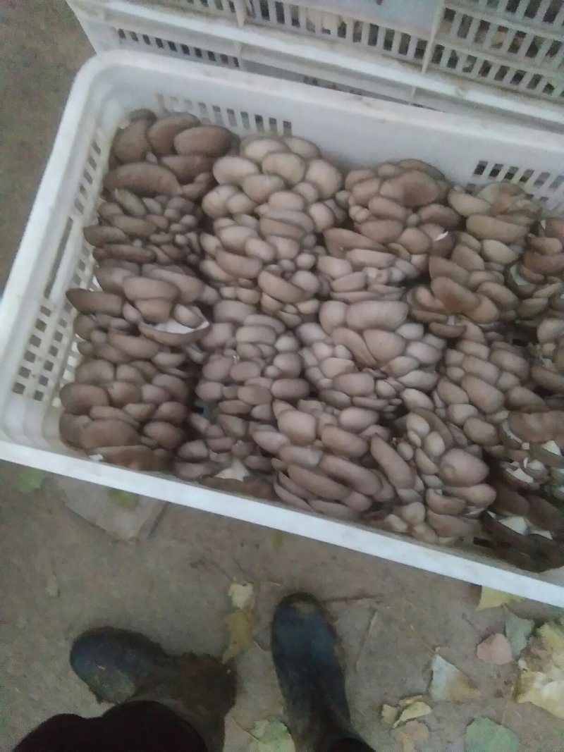 鲜平菇岀售，，出售菌棒