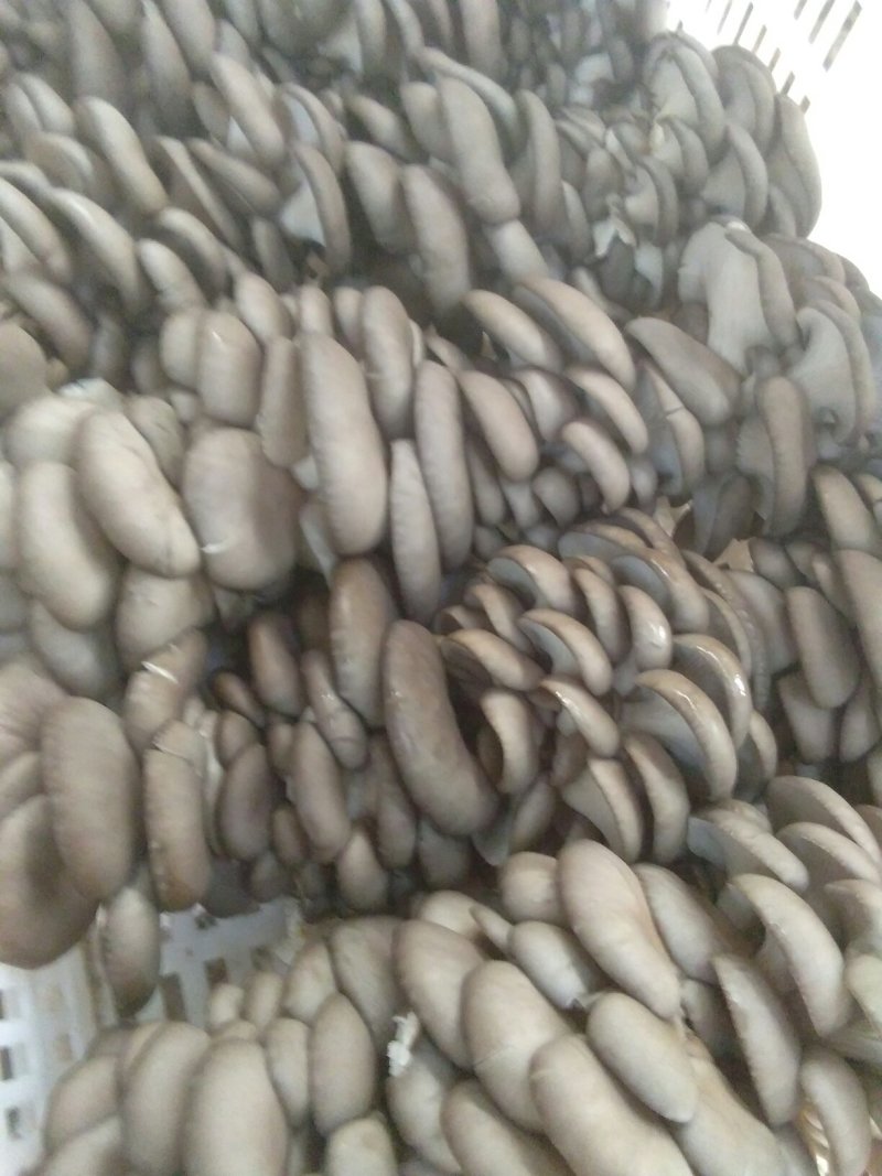 鲜平菇岀售，，出售菌棒