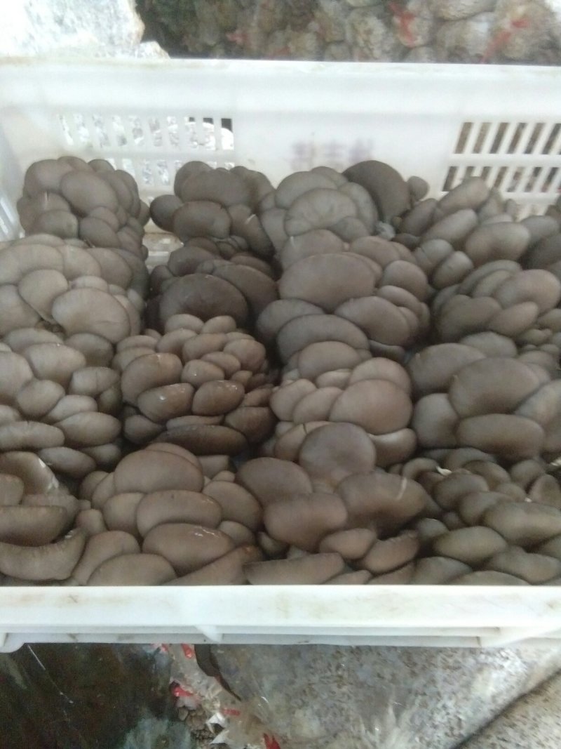 鲜平菇岀售，，出售菌棒