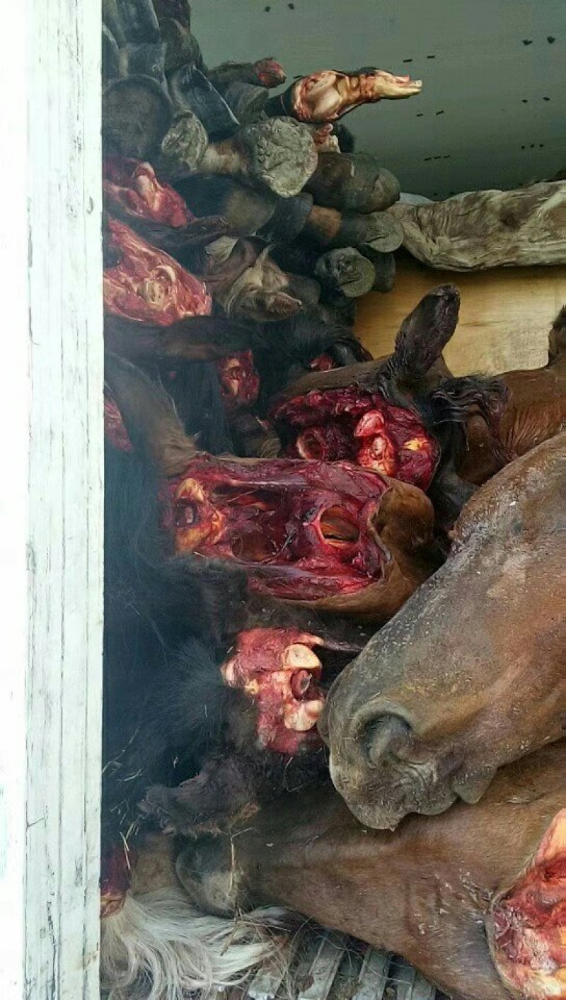 马头