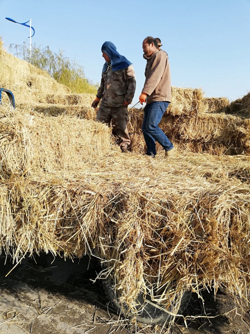 各种规格草料齐全欢迎各地老板合作共赢发货全国