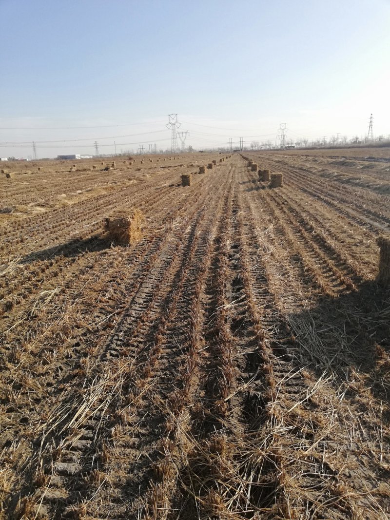 各种规格草料齐全欢迎各地老板合作共赢发货全国