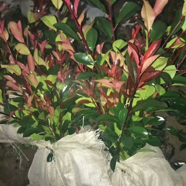 石楠苗石楠苗大杯苗小杯苗基地直销