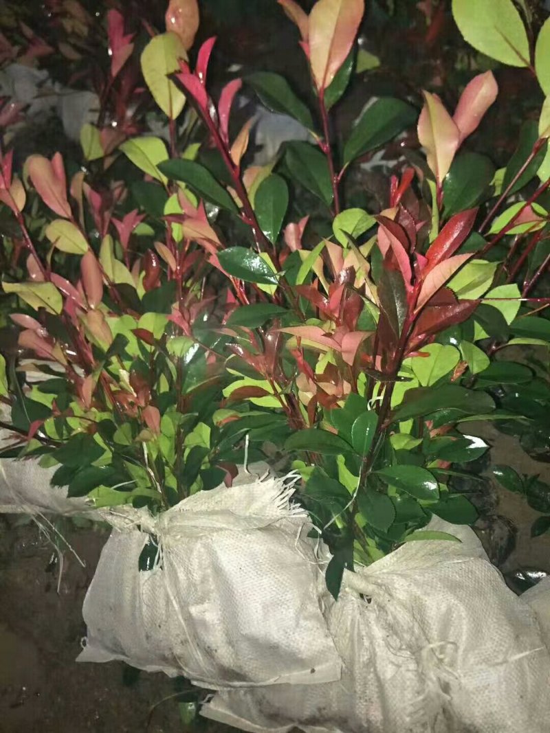 石楠苗石楠苗大杯苗小杯苗基地直销