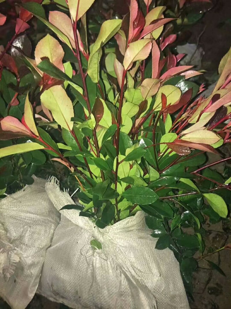 石楠苗石楠苗大杯苗小杯苗基地直销