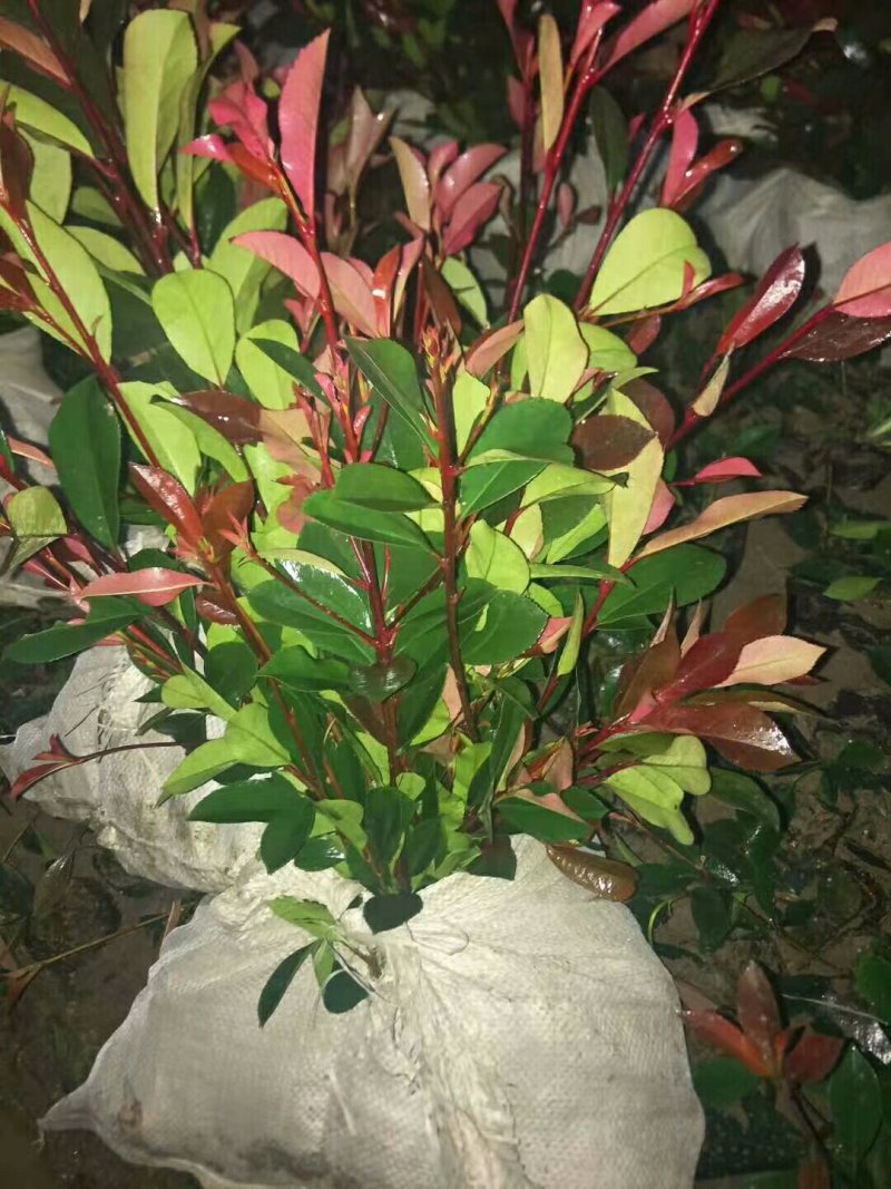 石楠苗石楠苗大杯苗小杯苗基地直销