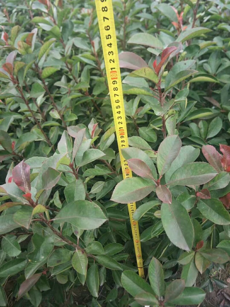 石楠苗石楠苗大杯苗小杯苗基地直销
