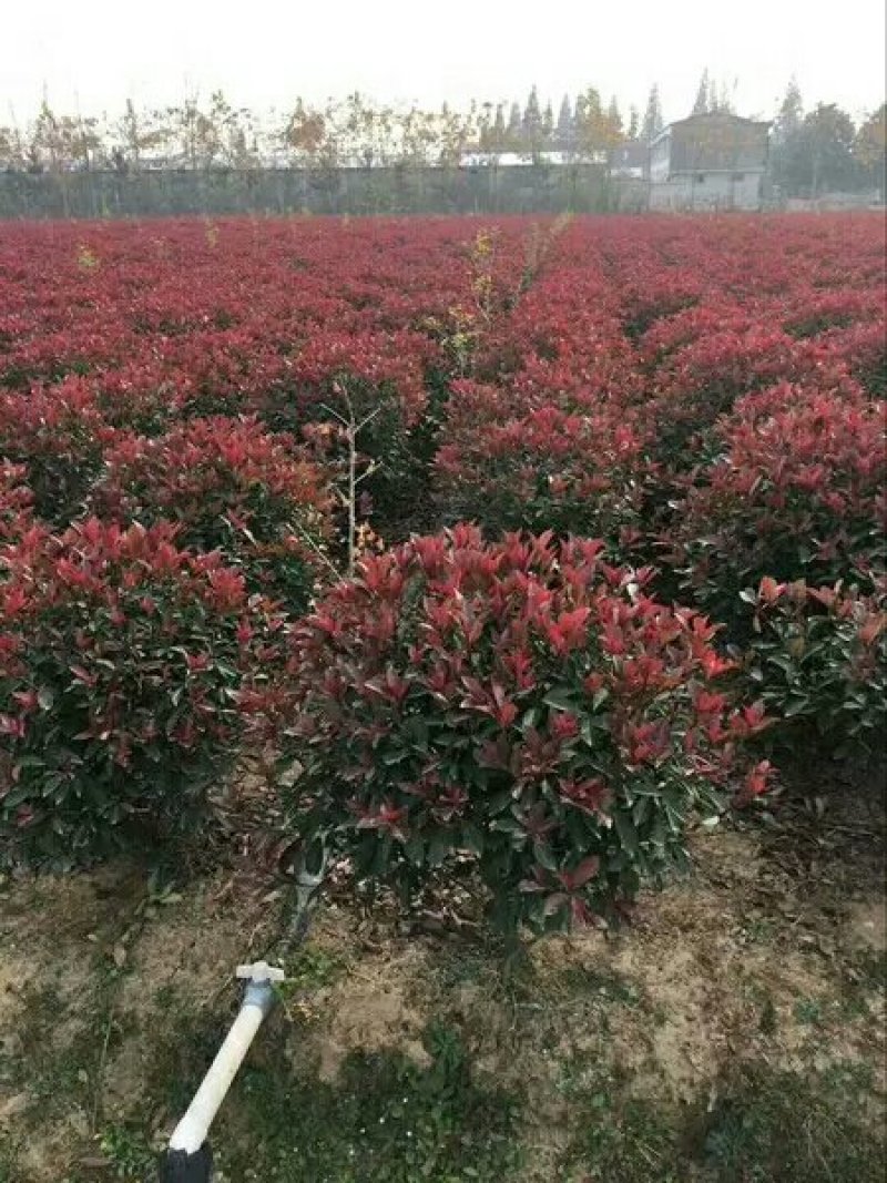 石楠苗石楠苗大杯苗小杯苗基地直销