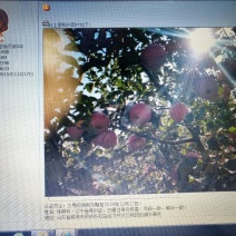 富士苹果