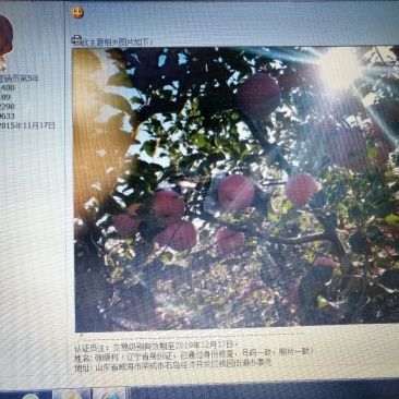 富士苹果
