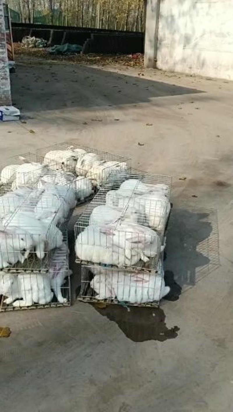 长年供应各种肉兔、长毛兔、观赏兔。