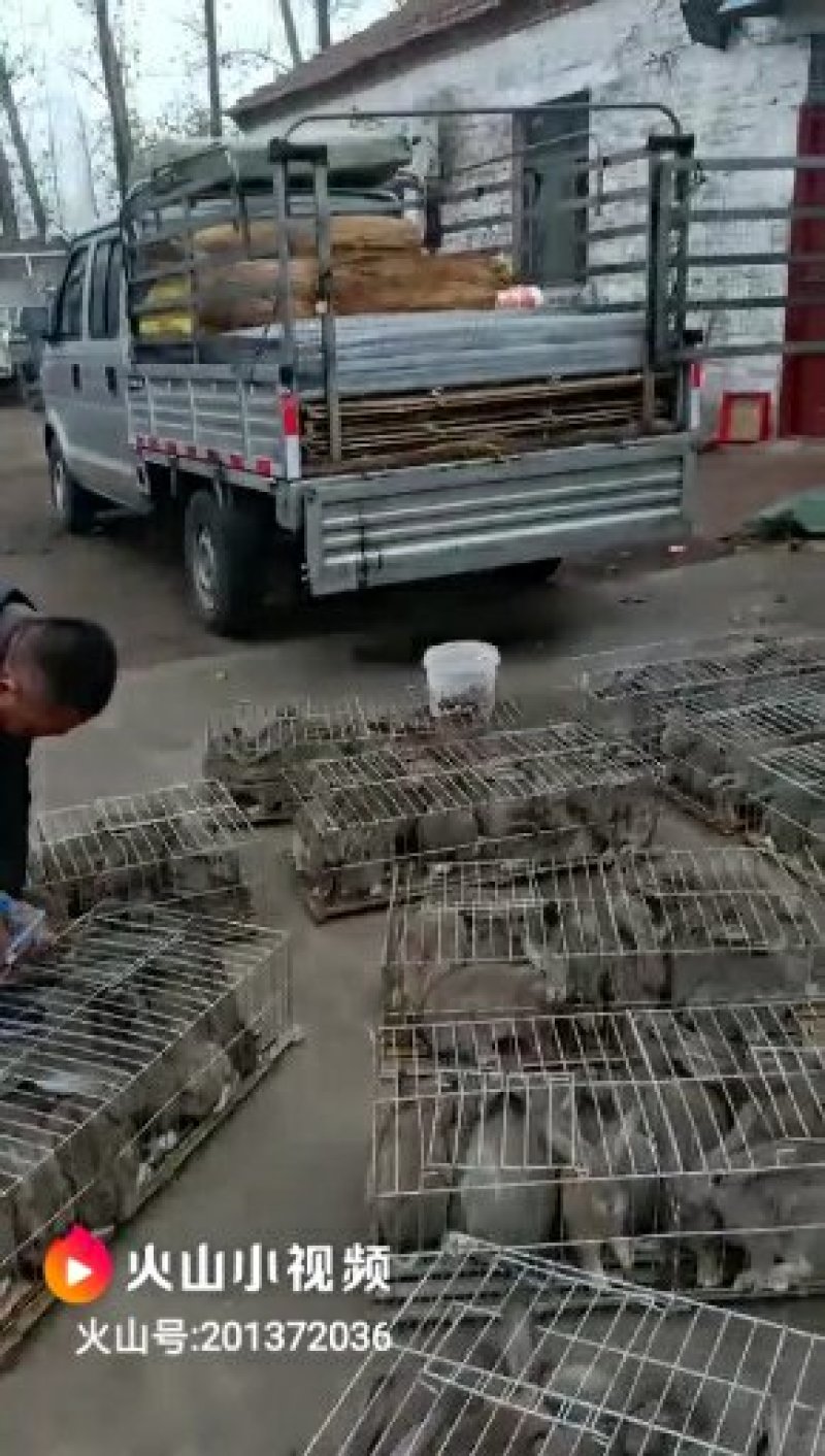 长年供应各种肉兔、长毛兔、观赏兔。
