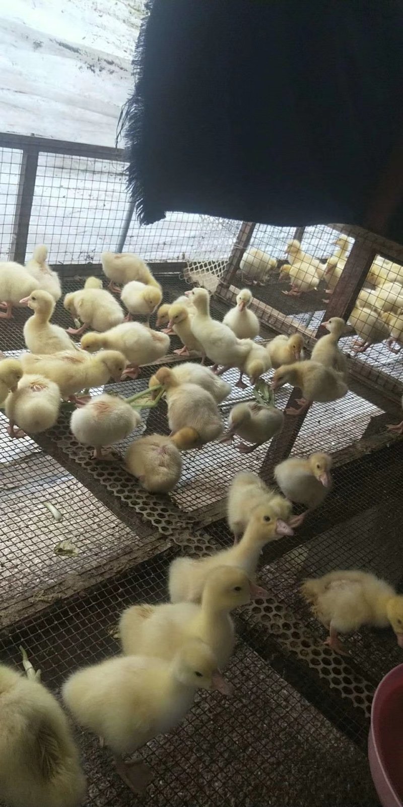 泰州种苗，三花大白鹅等鹅苗