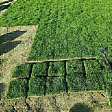 草坪草绿化草坪草值得信赖江西省新余市顺成草坪基地