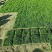 草坪草绿化草坪草值得信赖江西省新余市顺成草坪基地