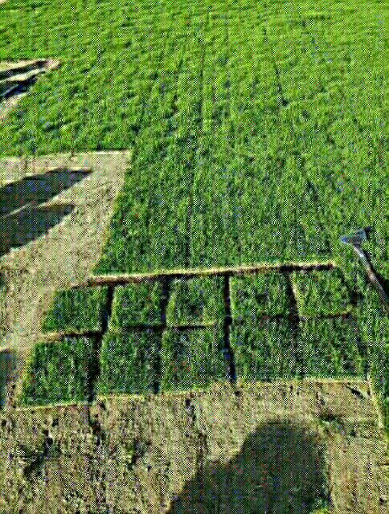 草坪草绿化草坪草值得信赖江西省新余市顺成草坪基地