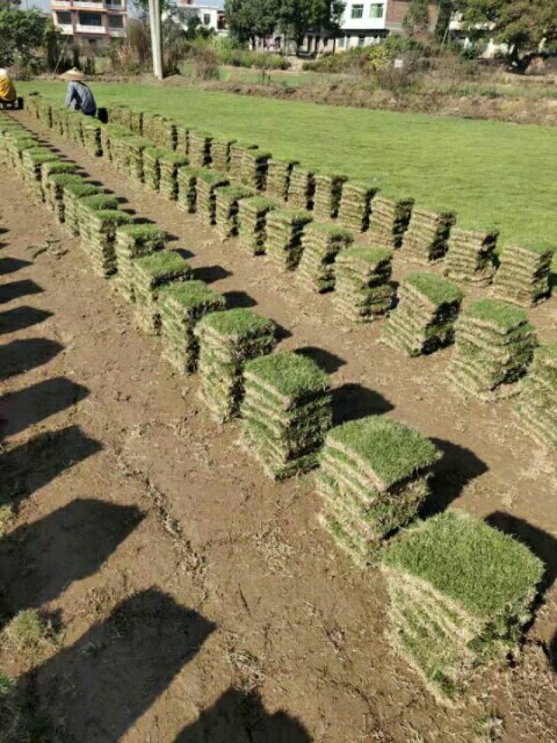草坪草绿化草坪草值得信赖江西省新余市顺成草坪基地