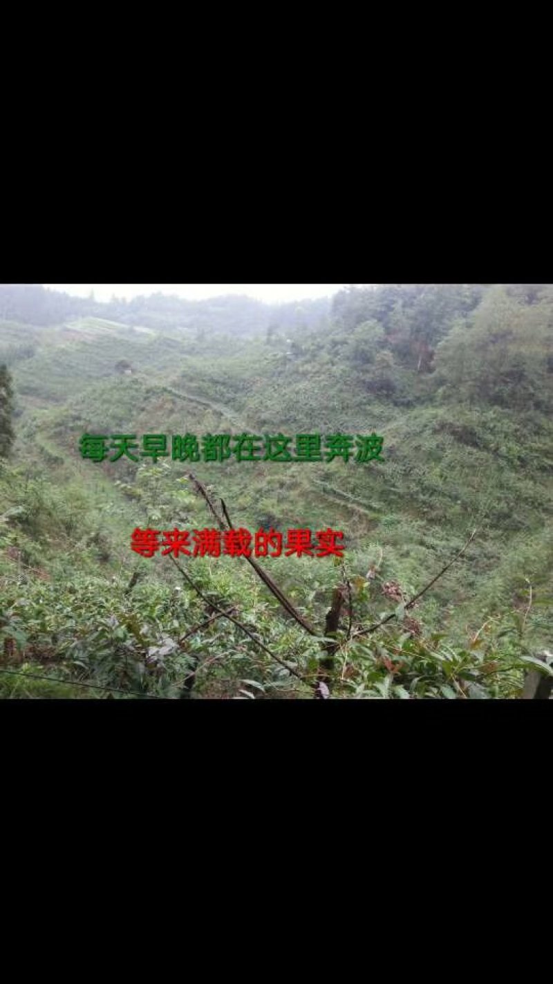 黑老虎布福娜种子