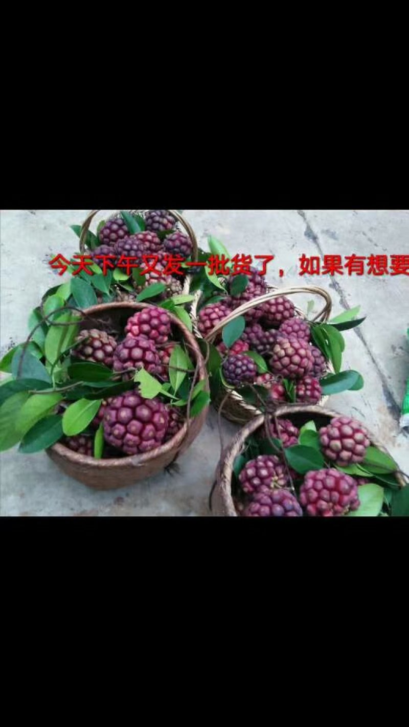 黑老虎布福娜种子