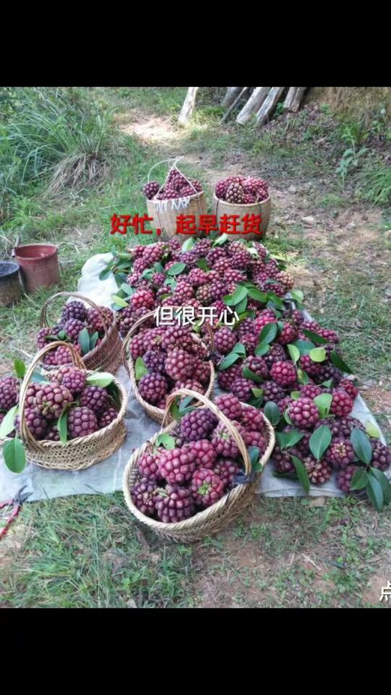 黑老虎布福娜种子
