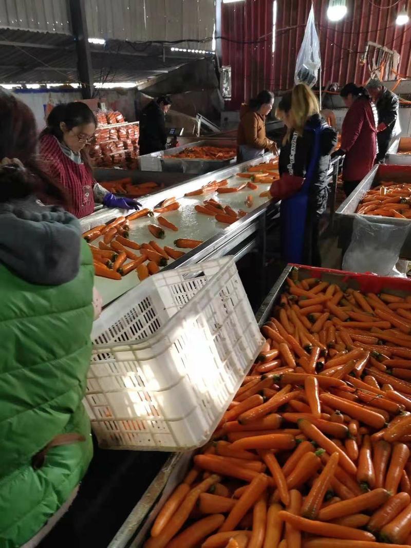 杂交红萝卜基地直供对接农户一手货源适合走超市和市场