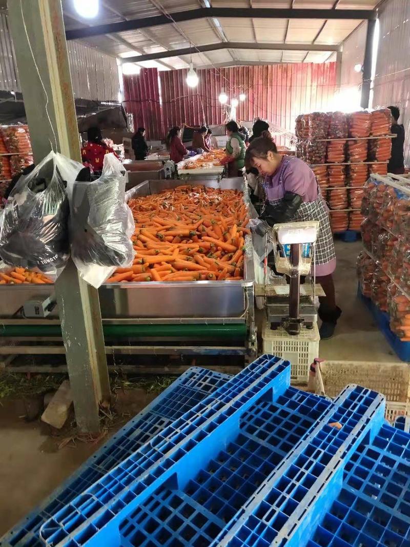 杂交红萝卜基地直供对接农户一手货源适合走超市和市场