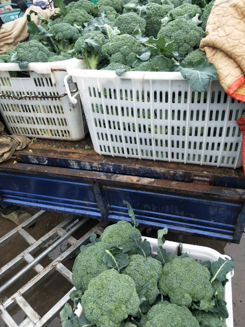 西蓝花翡翠西兰花耐寒西兰花