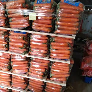 杂交胡萝卜基地直供对接农户一手货源精品中条大量上市