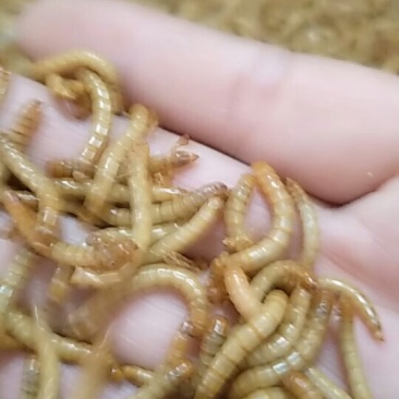 黄粉虫