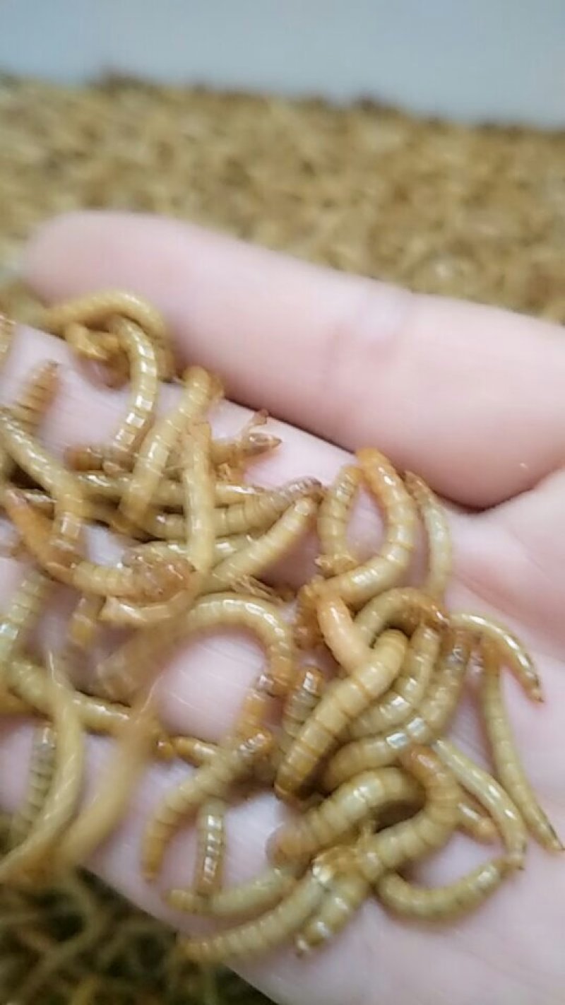 黄粉虫