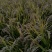 纯吉林柳河稻花香大米，不抛光无添加，保证米质的原有营养