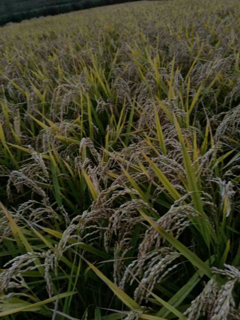 纯吉林柳河稻花香大米，不抛光无添加，保证米质的原有营养